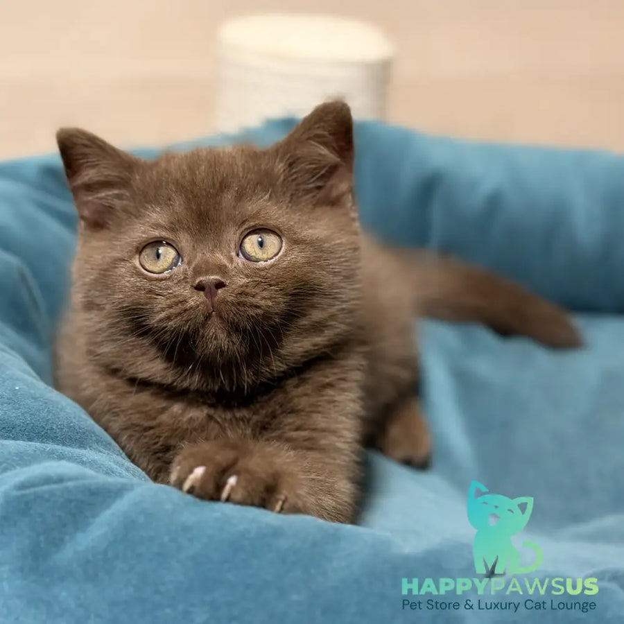 Seymour British Shorthair male chocolate