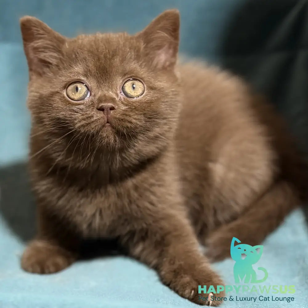 Seymour British Shorthair male chocolate