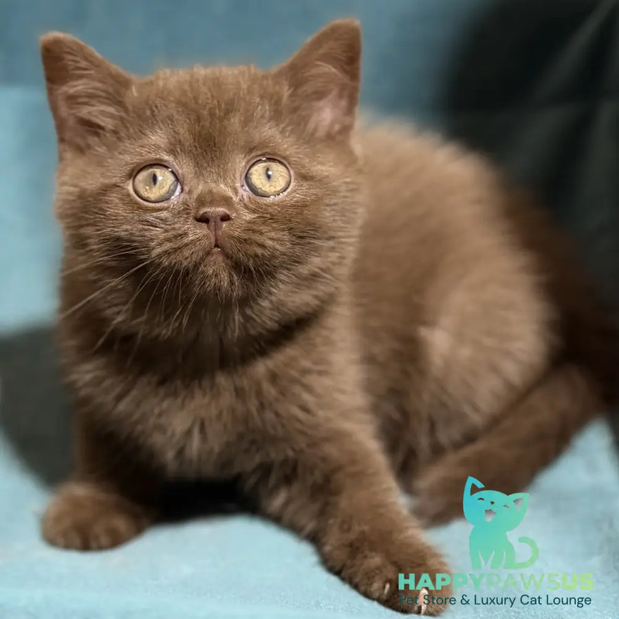 Seymour British Shorthair male chocolate