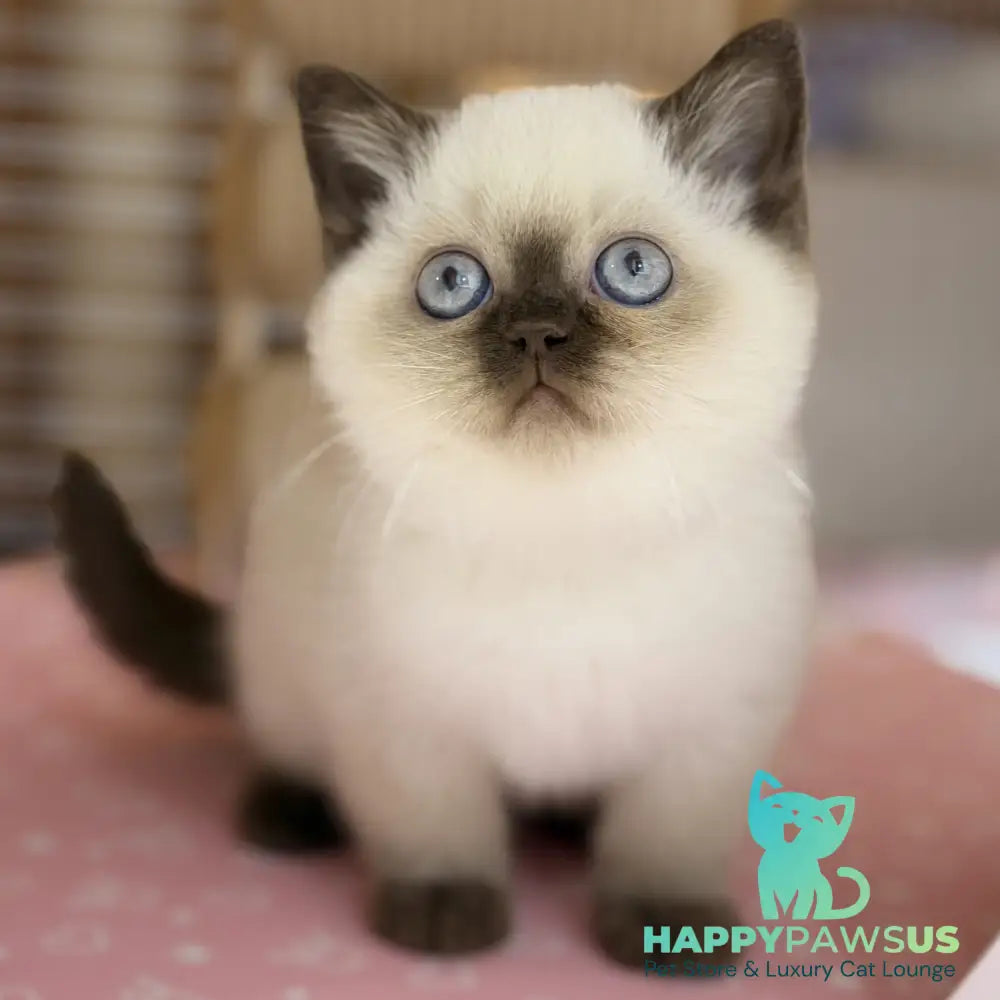 Seymour British Shorthair male chocolate pointed - live animals