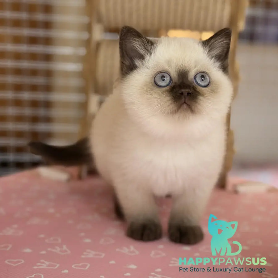 Seymour British Shorthair male chocolate pointed - live animals