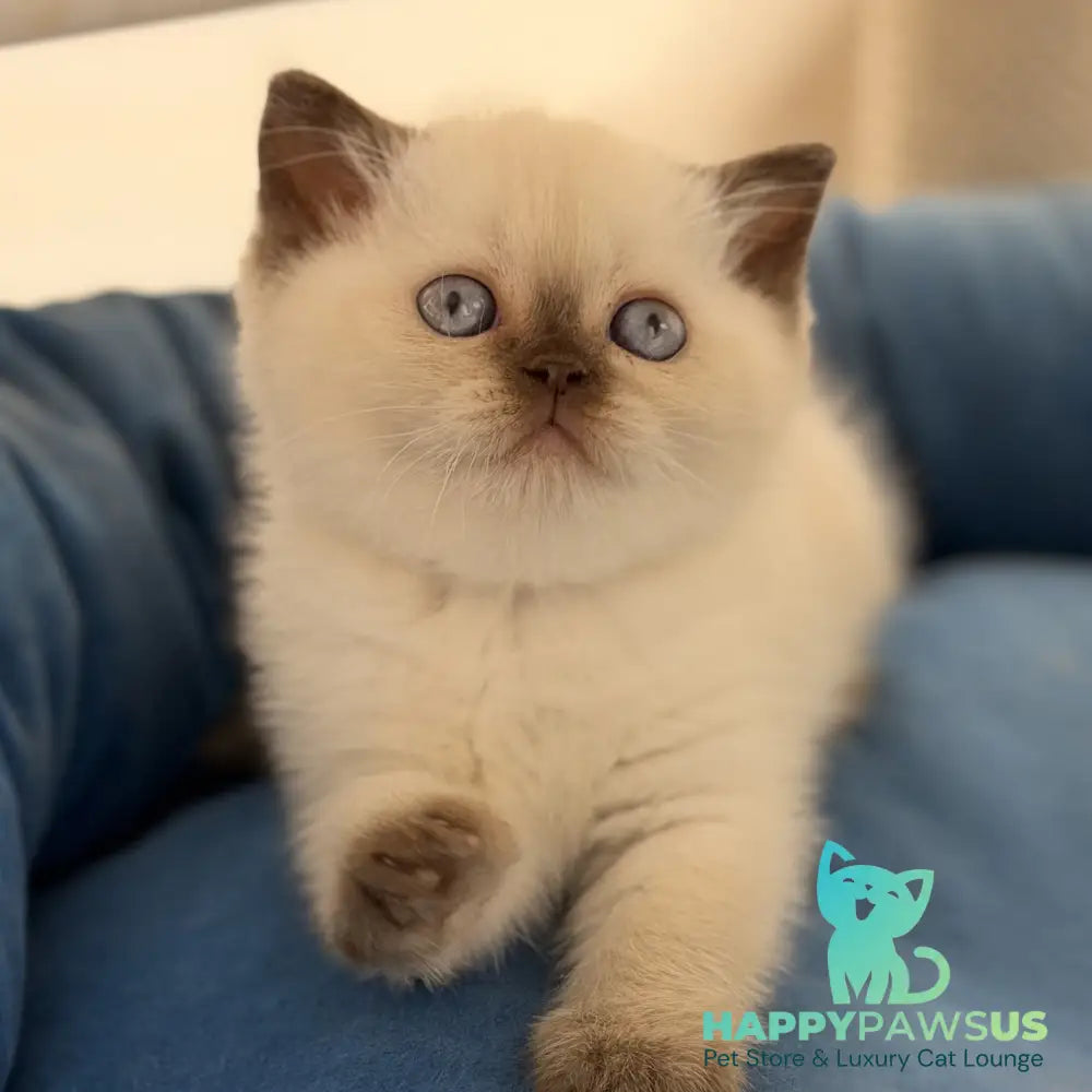 Seymour British Shorthair male chocolate pointed - live animals