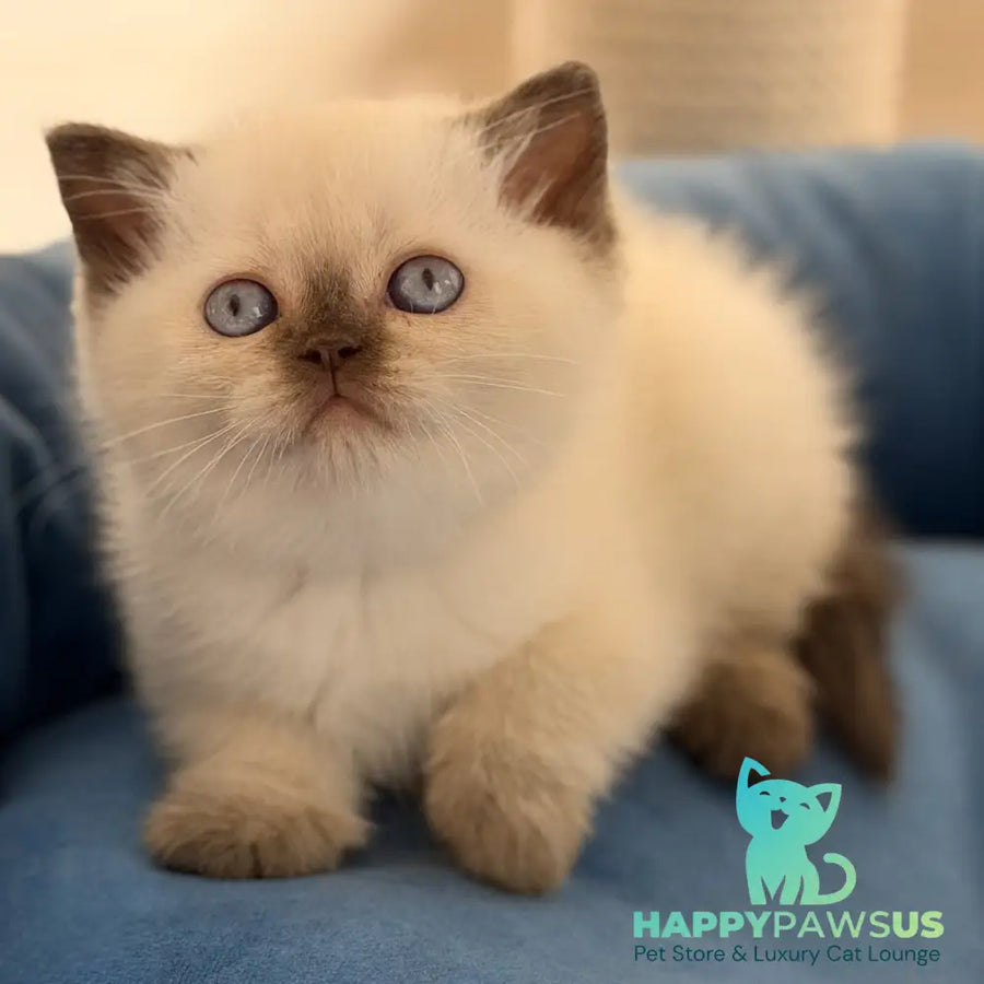 Seymour British Shorthair male chocolate pointed - live animals