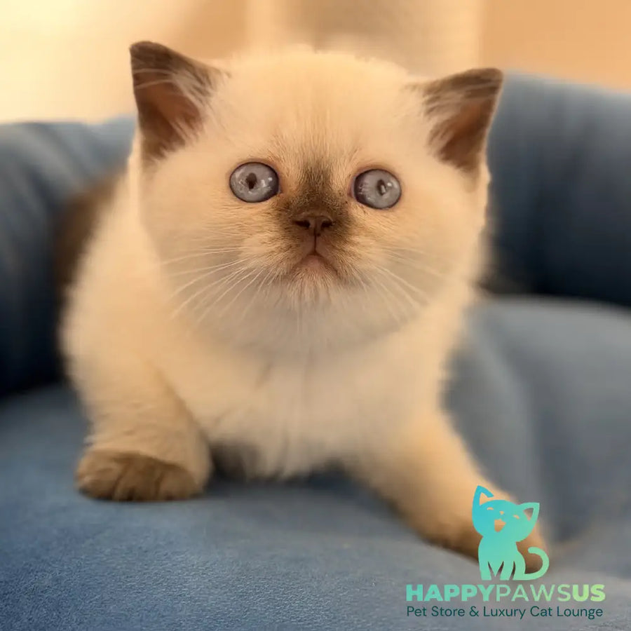 Seymour British Shorthair male chocolate pointed - live animals