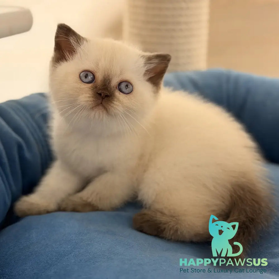 Seymour British Shorthair male chocolate pointed - live animals