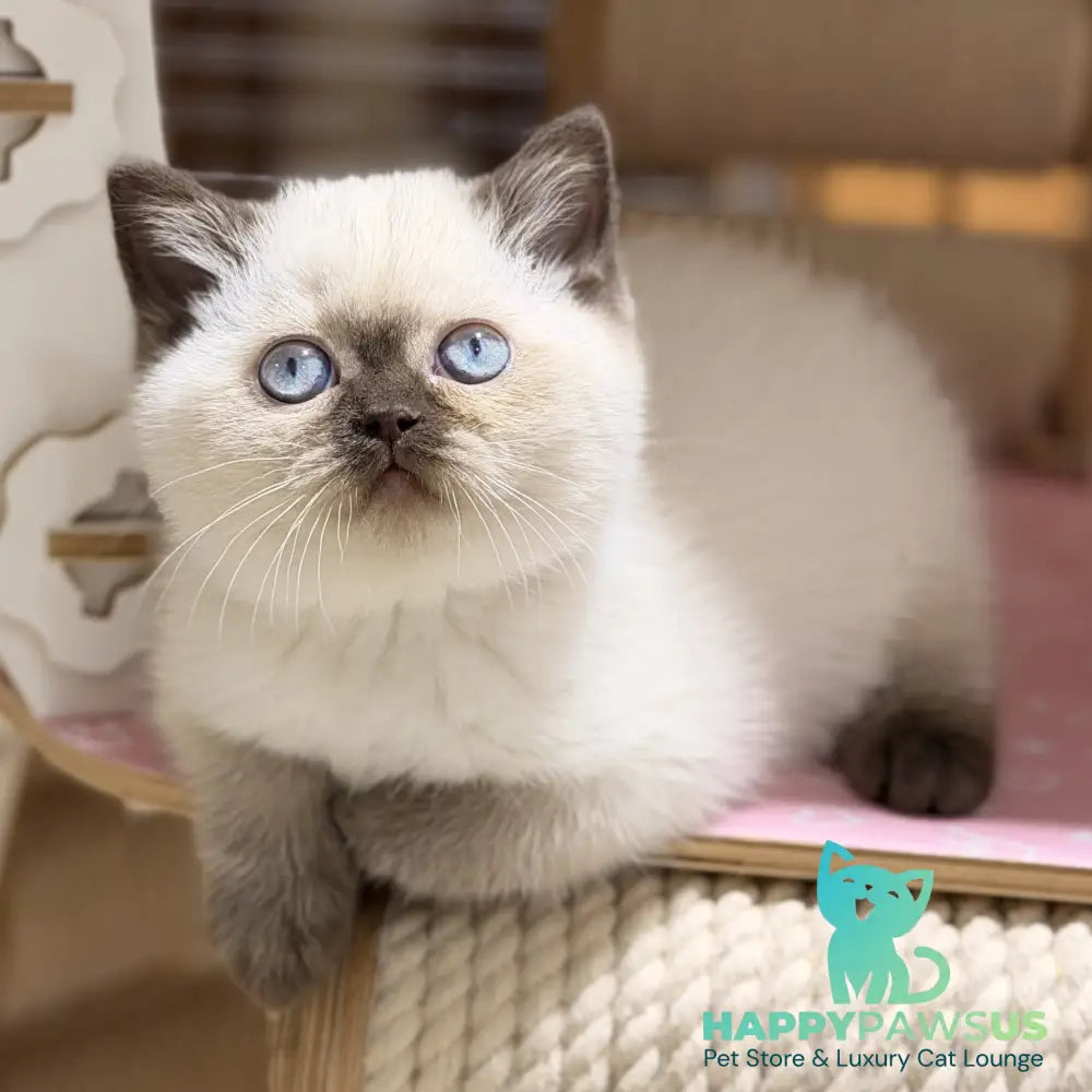 Seymour British Shorthair male chocolate pointed - live animals