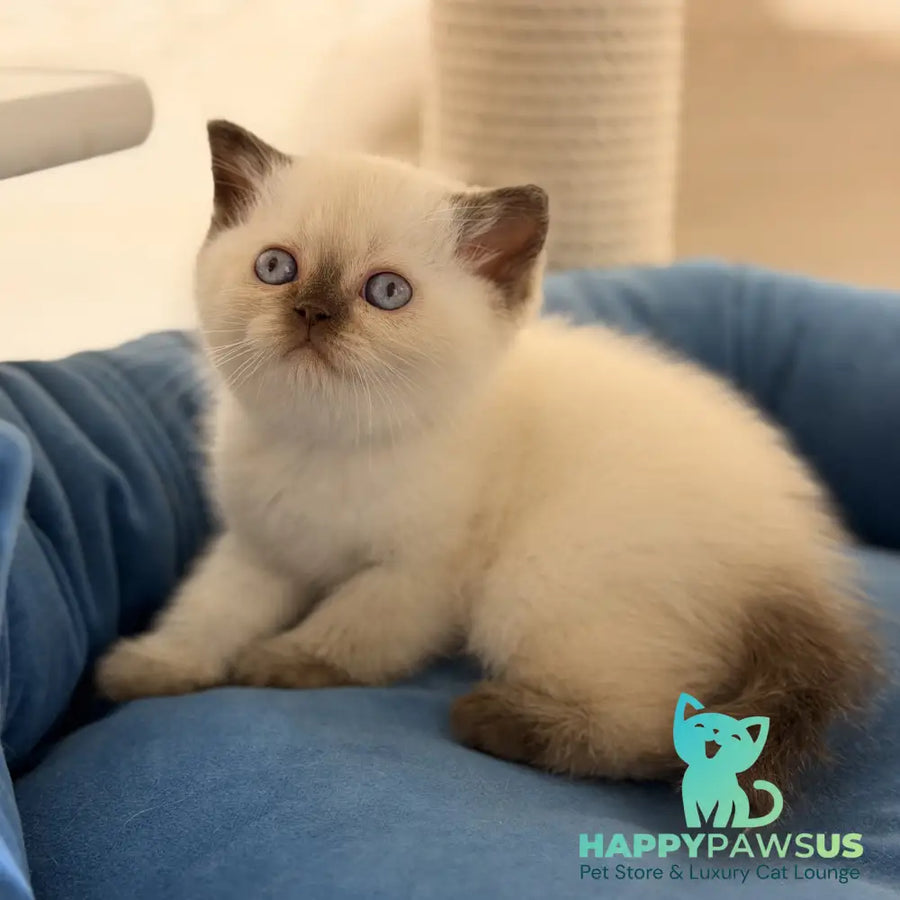Seymour British Shorthair male chocolate pointed - live animals