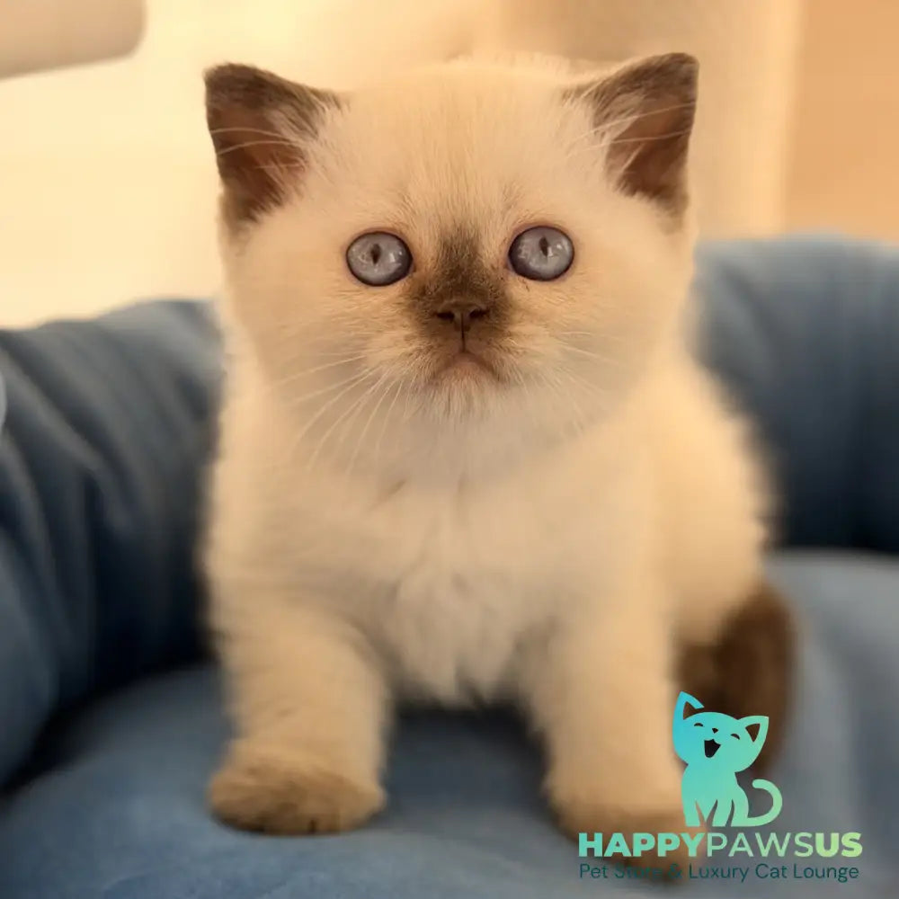Seymour British Shorthair male chocolate pointed - live animals