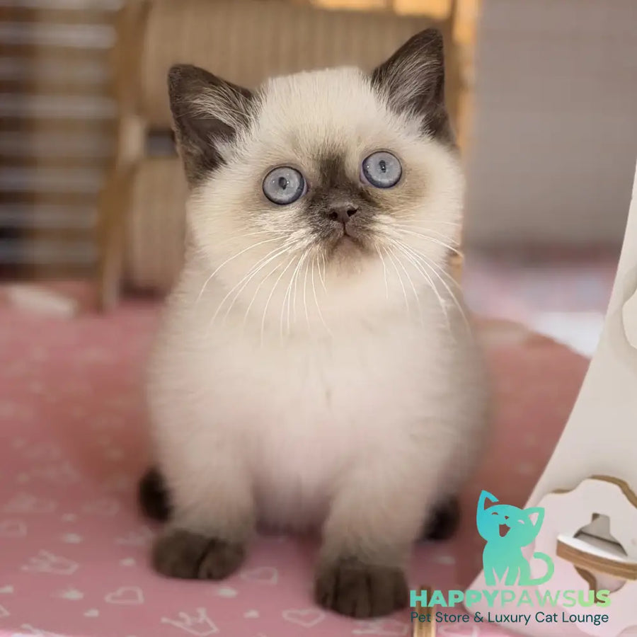 Seymour British Shorthair male chocolate pointed - live animals