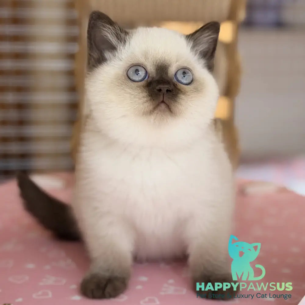 Seymour British Shorthair male chocolate pointed - live animals