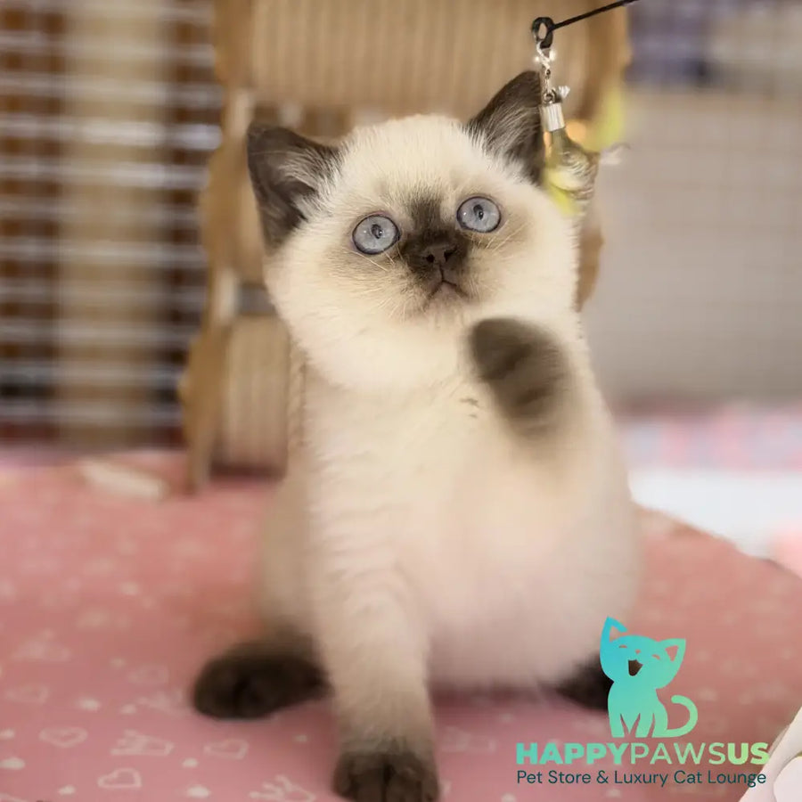 Seymour British Shorthair male chocolate pointed - live animals