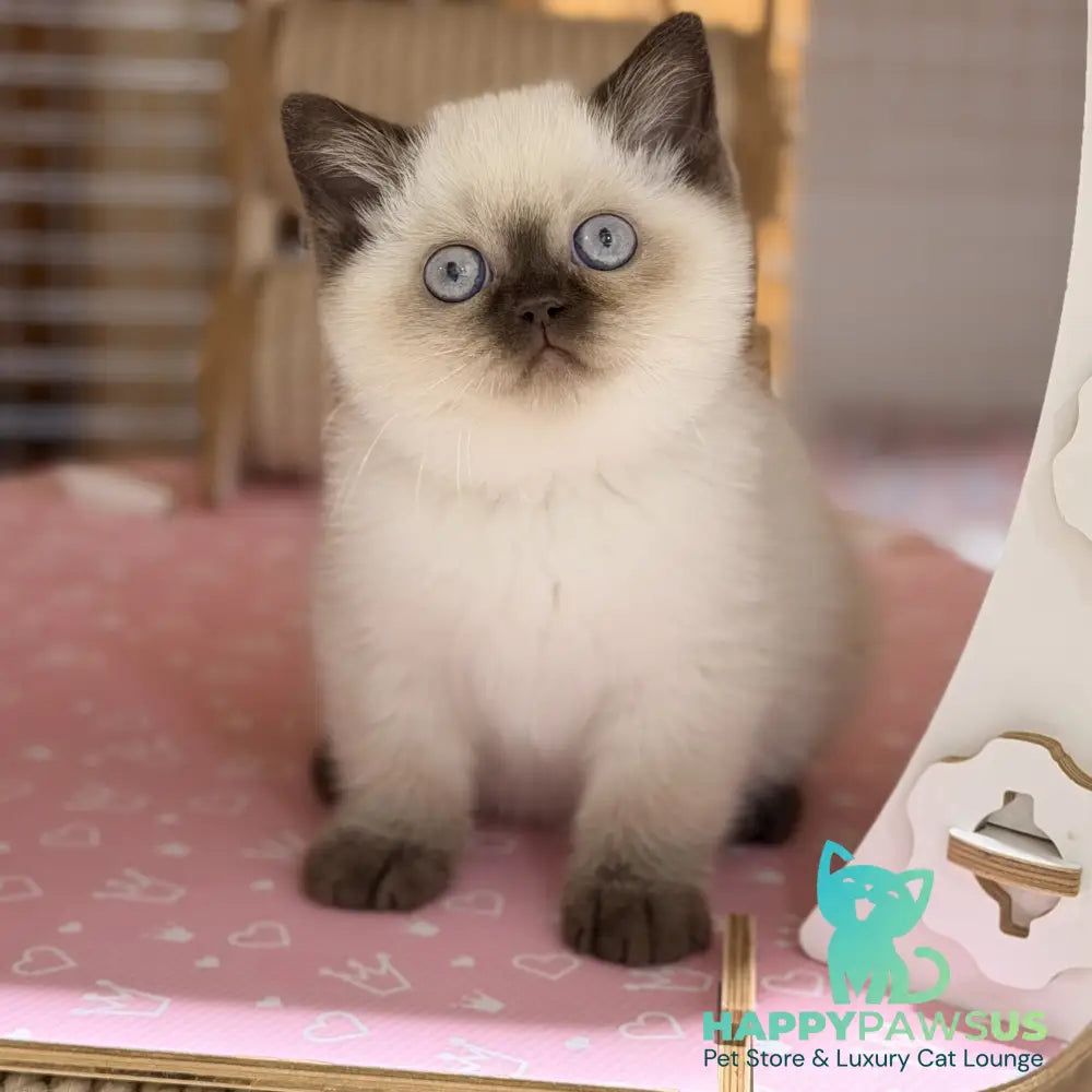 Seymour British Shorthair male chocolate pointed - live animals
