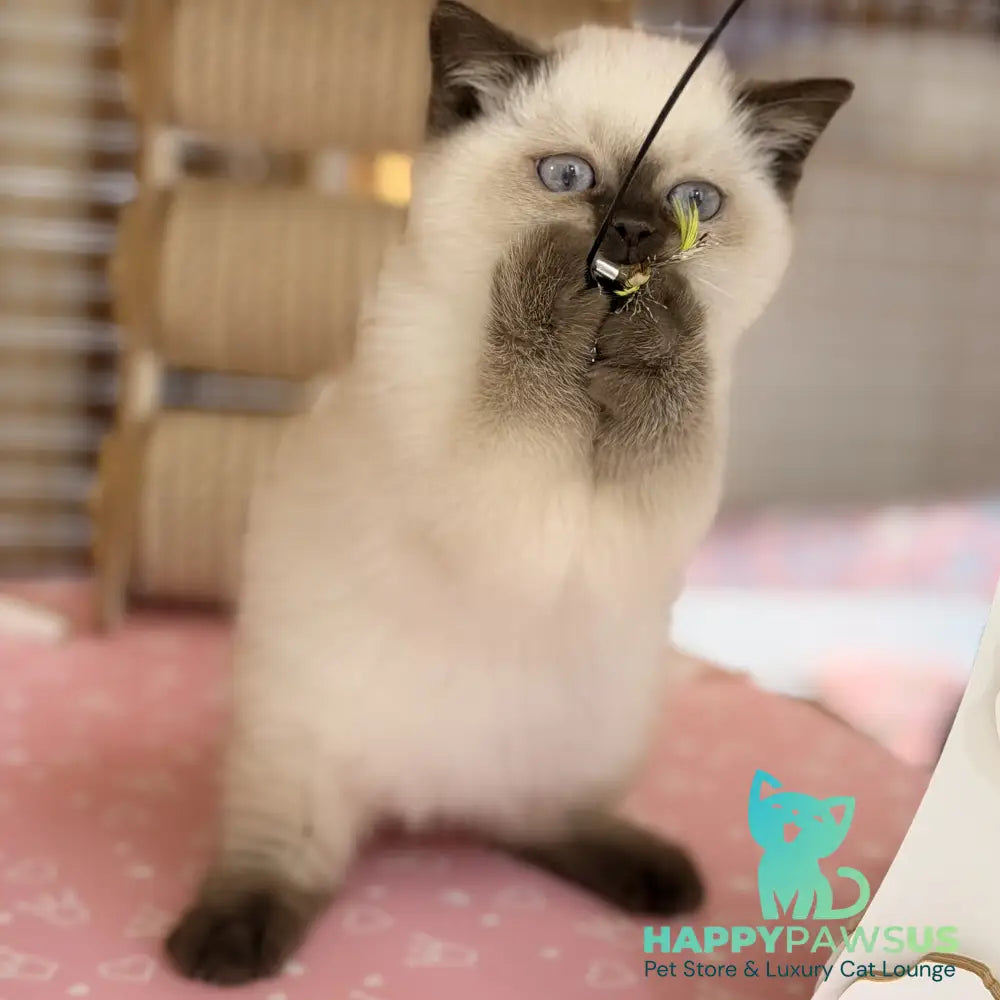 Seymour British Shorthair male chocolate pointed - live animals
