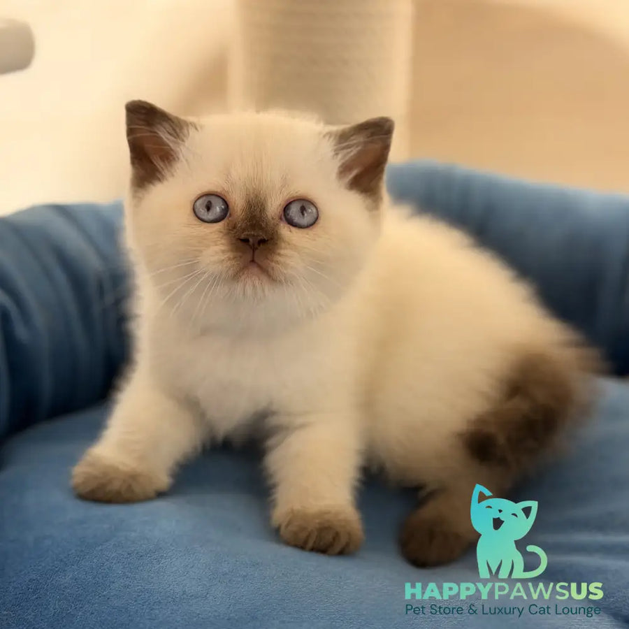 Seymour British Shorthair male chocolate pointed - live animals