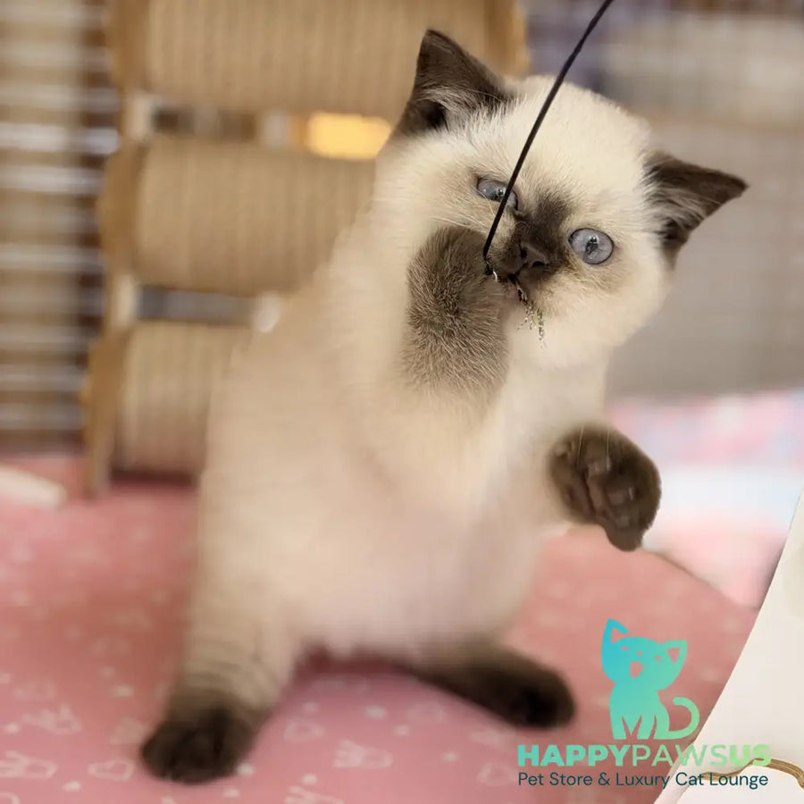 Seymour British Shorthair male chocolate pointed - live animals