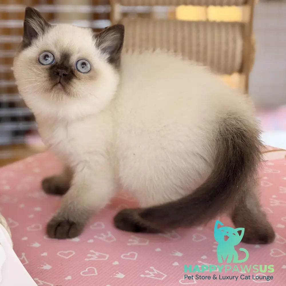 Seymour British Shorthair male chocolate pointed - live animals