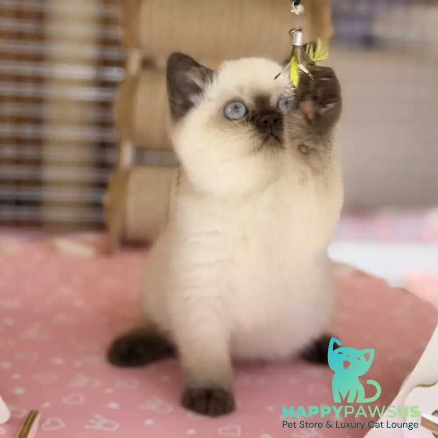 Seymour British Shorthair male chocolate pointed - live animals