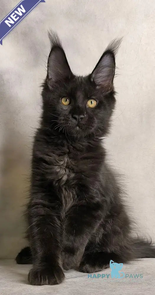 Shadow Maine Coon male black live animals