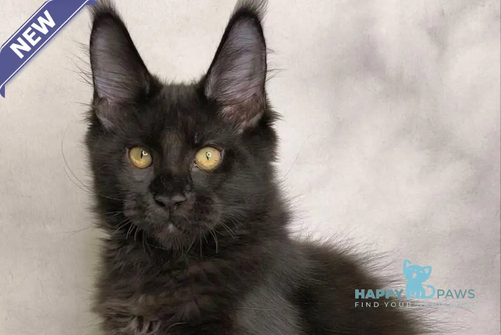 Shadow Maine Coon male black live animals