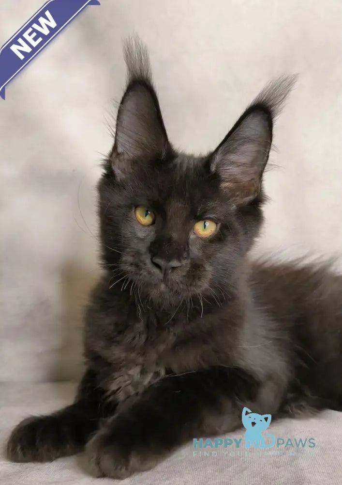 Shadow Maine Coon male black live animals