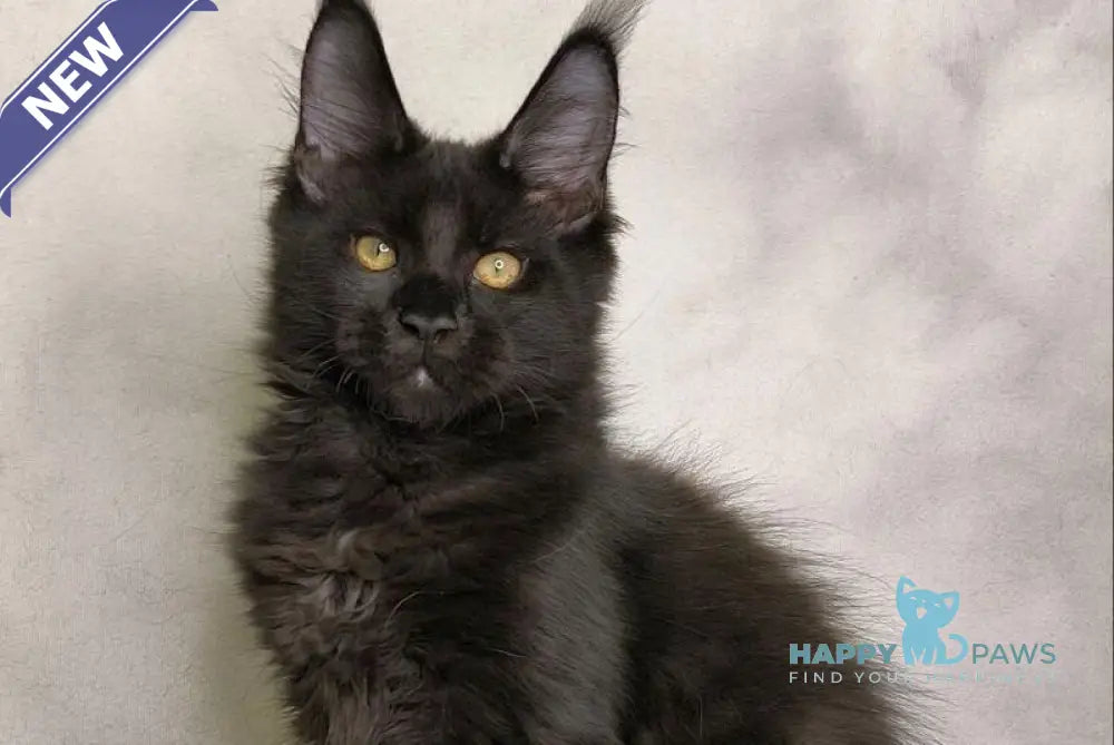 Shadow Maine Coon male black live animals