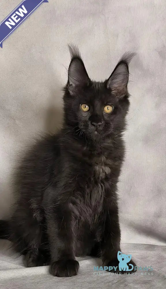 Shadow Maine Coon male black live animals