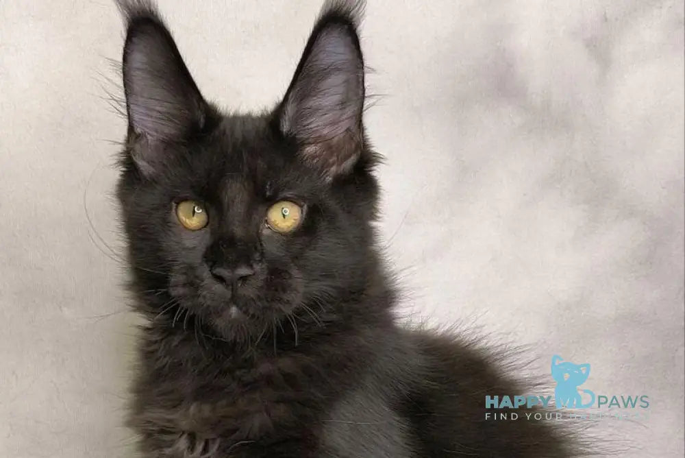 Shadow Maine Coon male black live animals