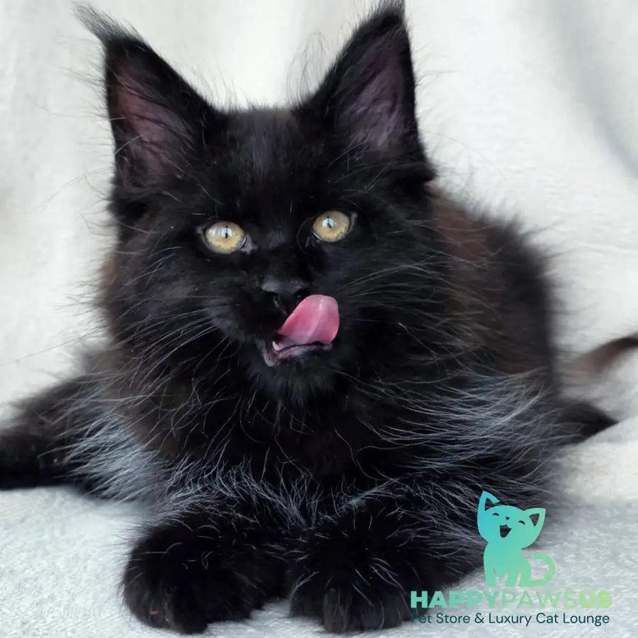 Shadow Maine Coon male black with white - live animals
