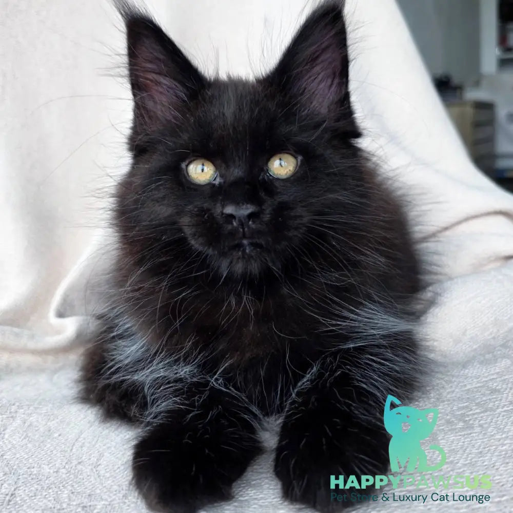 Shadow Maine Coon male black with white - live animals
