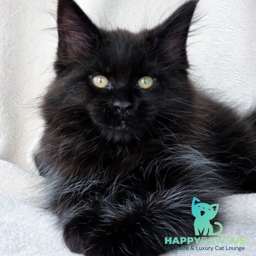 Shadow Maine Coon male black with white - live animals