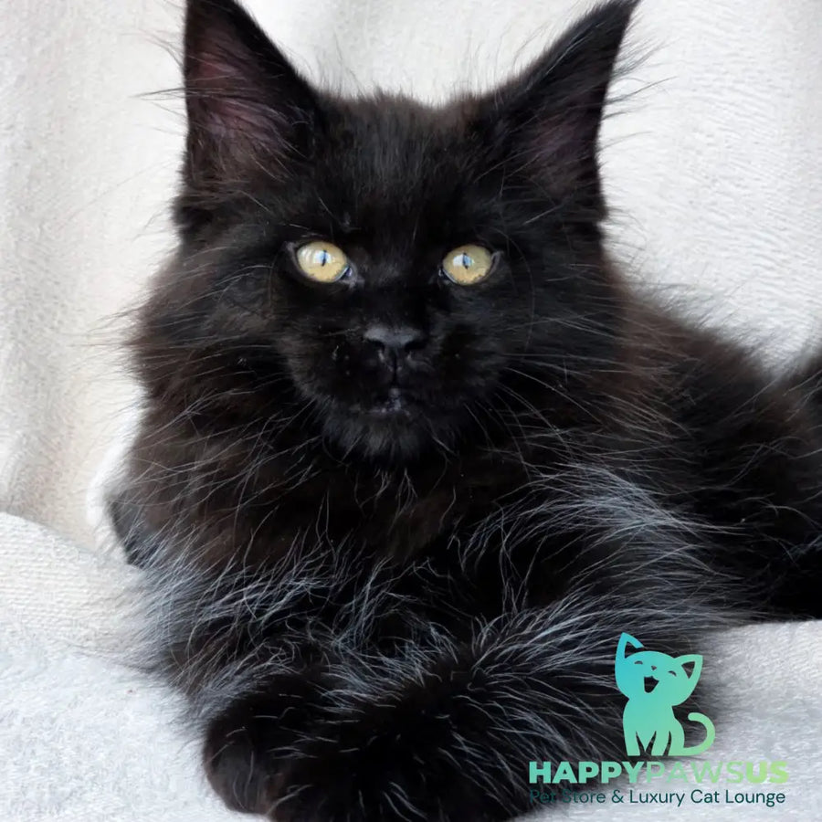 Shadow Maine Coon male black with white - live animals