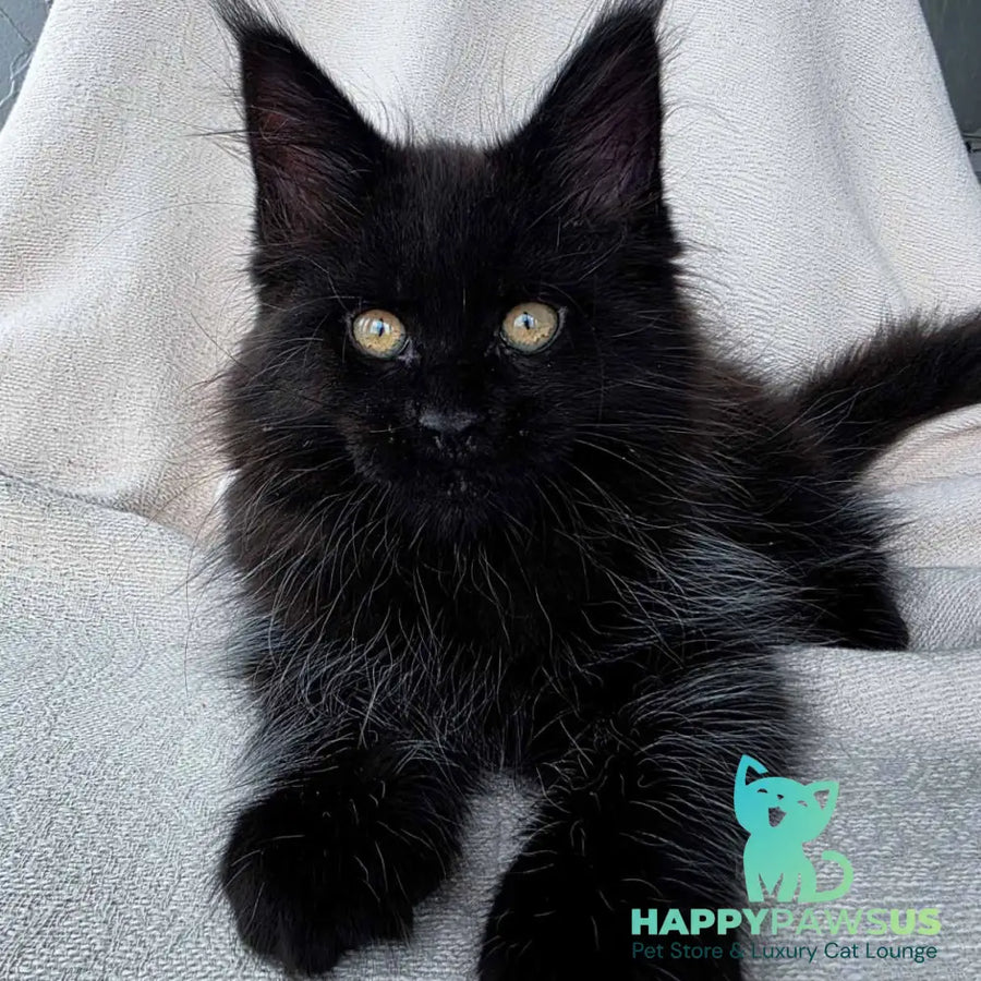 Shadow Maine Coon male black with white - live animals