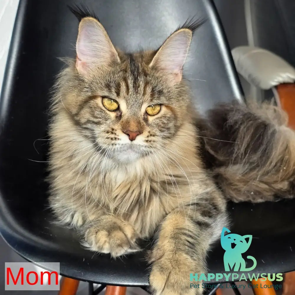 Shadow Maine Coon male black with white - live animals