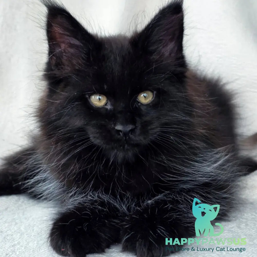 Shadow Maine Coon male black with white - live animals