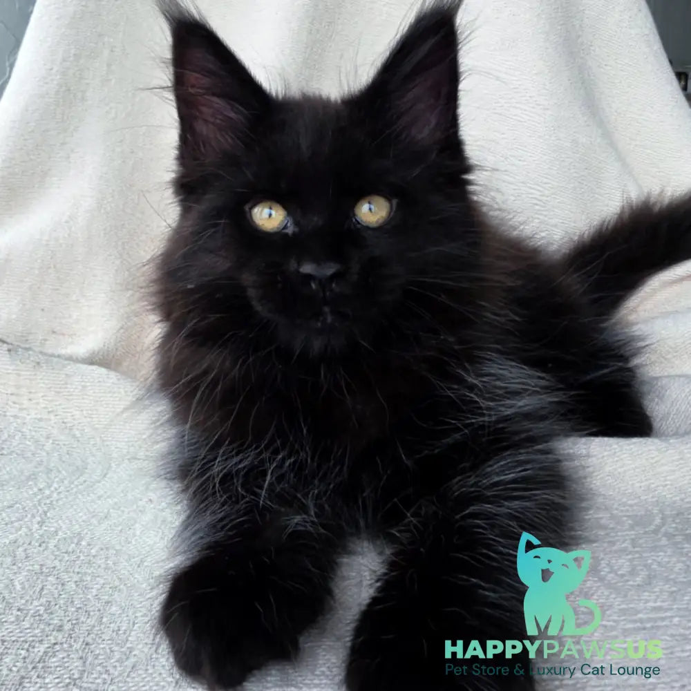 Shadow Maine Coon male black with white - live animals