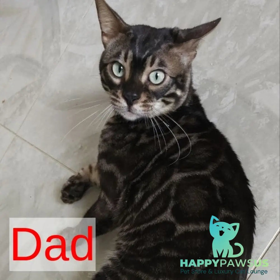 Shaih Bengal male smoky - live animals