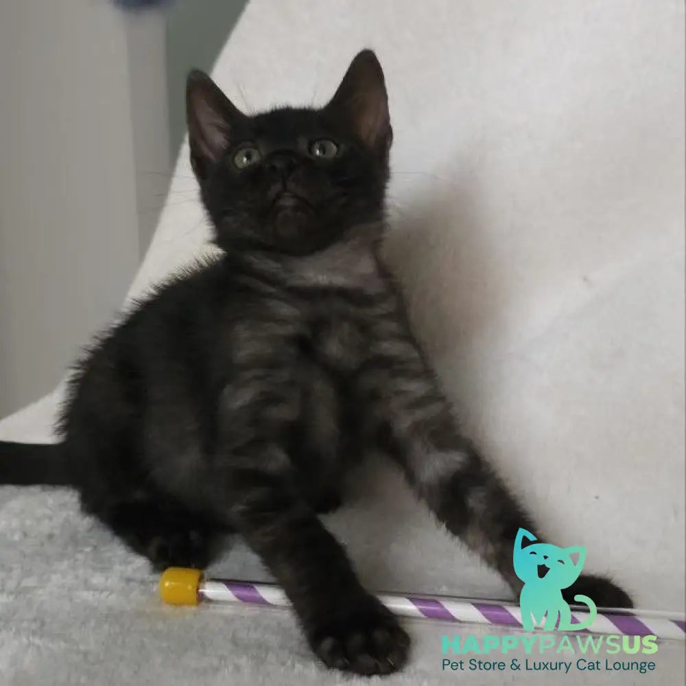 Shaih Bengal male smoky - live animals