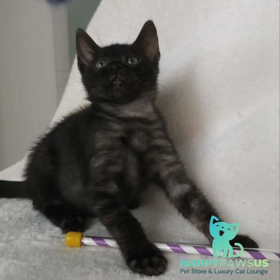 Shaih Bengal male smoky - live animals