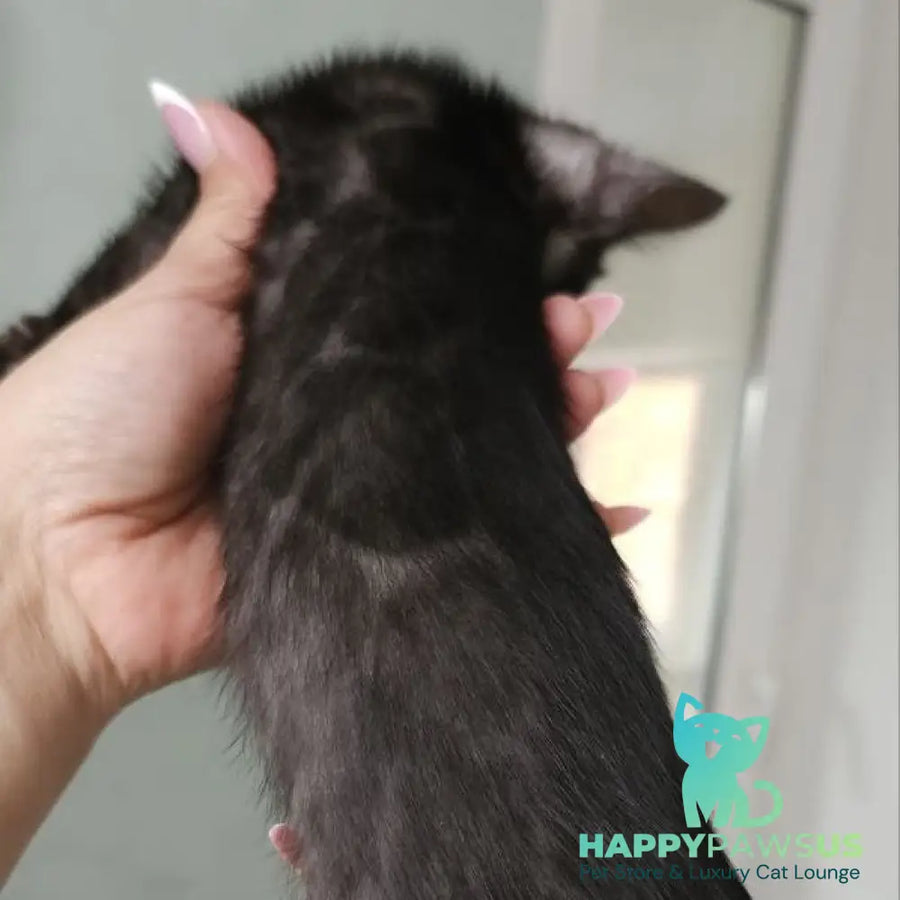 Shaih Bengal male smoky - live animals