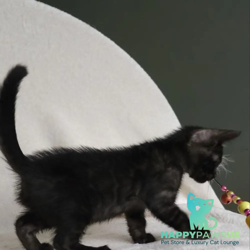 Shaih Bengal male smoky - live animals