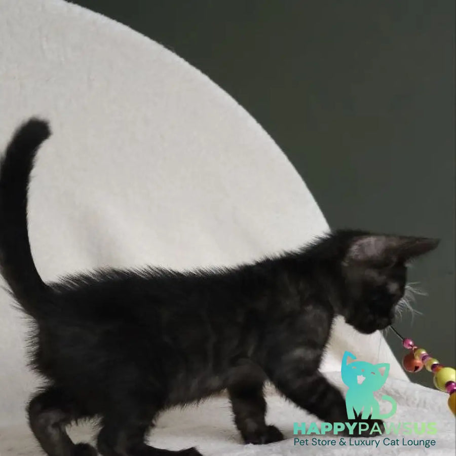 Shaih Bengal male smoky - live animals