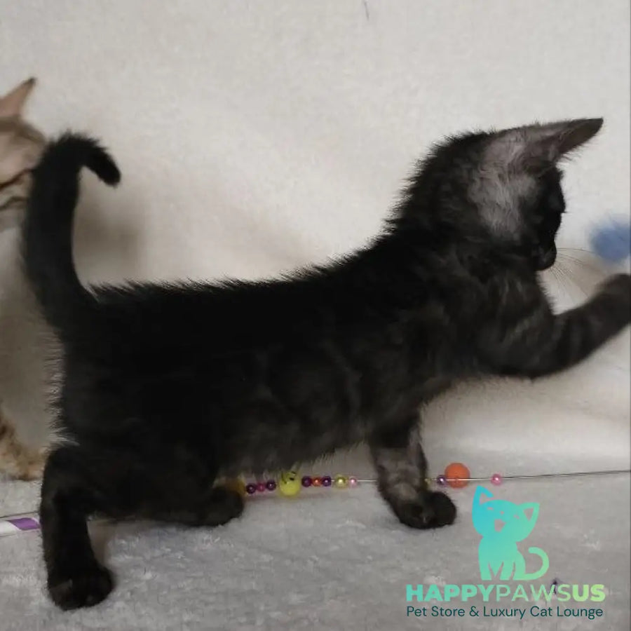Shaih Bengal male smoky - live animals