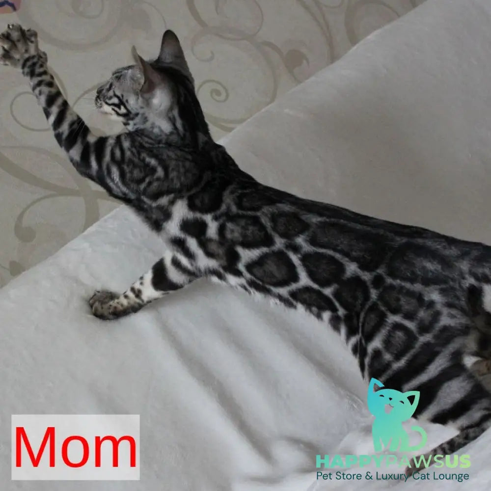 Shaih Bengal male smoky - live animals