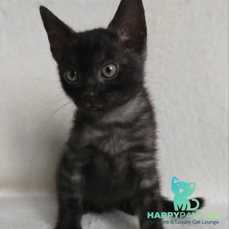 Shaih Bengal male smoky - live animals