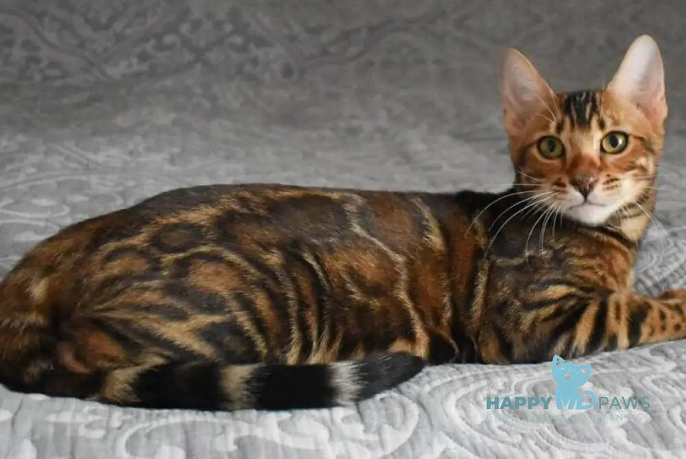 Shakira Bengal female black spotted tabby live animals