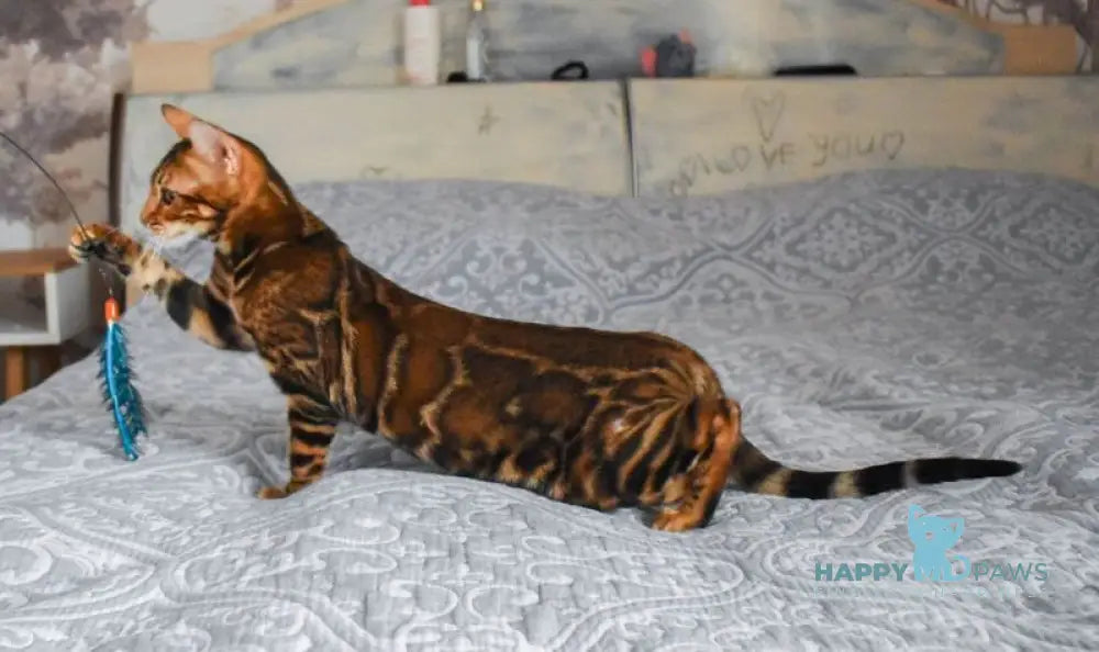 Shakira Bengal female black spotted tabby live animals