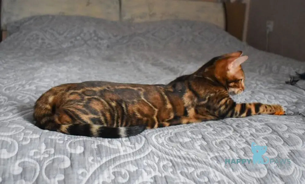 Shakira Bengal female black spotted tabby live animals