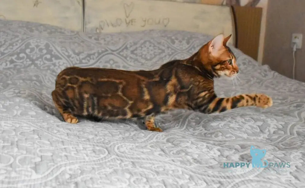 Shakira Bengal female black spotted tabby live animals