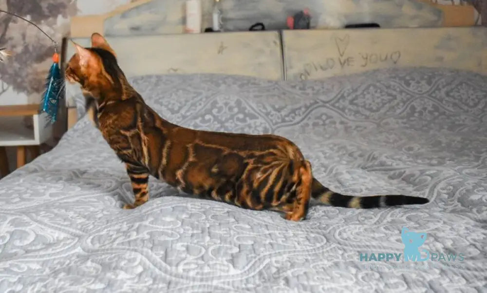 Shakira Bengal female black spotted tabby live animals