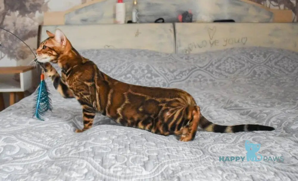 Shakira Bengal female black spotted tabby live animals